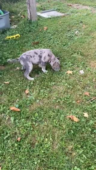 Blue Merle Female 12weeks in Clarksville, Indiana