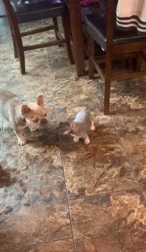 Frenchies in Gloucester Point, Virginia