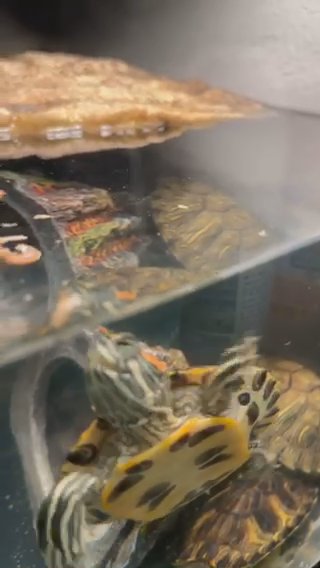 3 Turtles in Longmont, Colorado