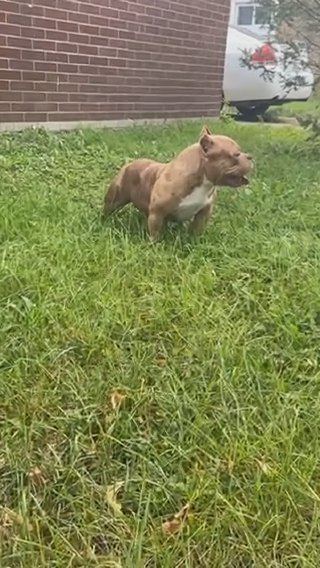 Chocolate Merle Female‼️?? in Chicago, Illinois