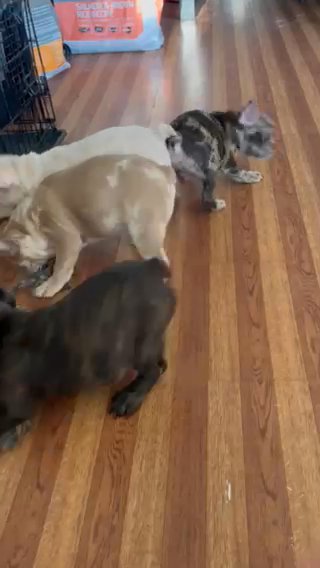 Cream French Bulldog in Detroit, Michigan