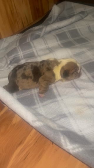 English Bulldog in Fairmont, West Virginia