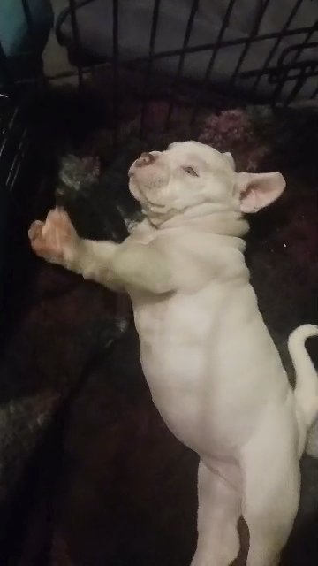 Mia pocket bully in Reading, Pennsylvania