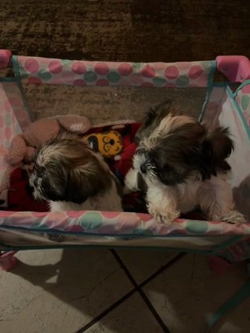 Selling Yorkies For 400-500 in Delano, California