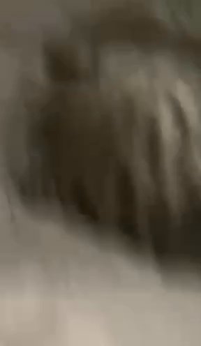 Tabby Cat ? in Dallas, Texas