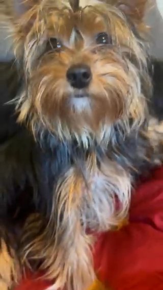 Yorkies !!!! in Baltimore, Maryland