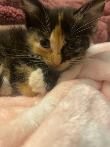 Kittens For Sale in Elkhart, Indiana