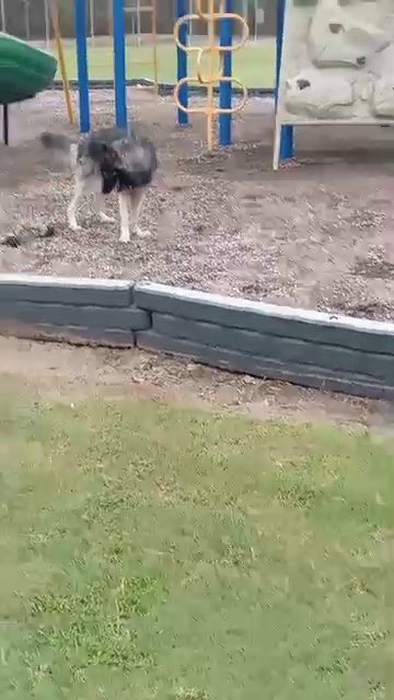 Playtime with Rocco in Durham, North Carolina