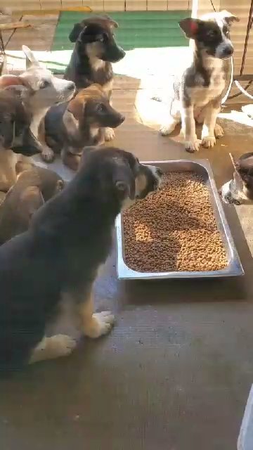 Selling Puppies Shepski's in Tustin, California