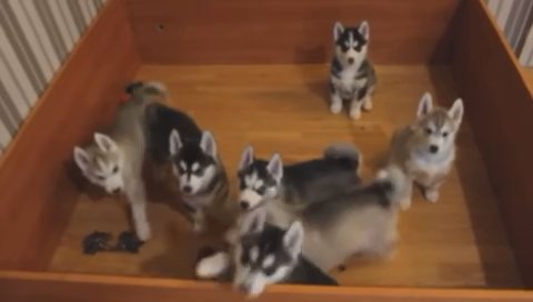 Siberian Husky in New York City, New York