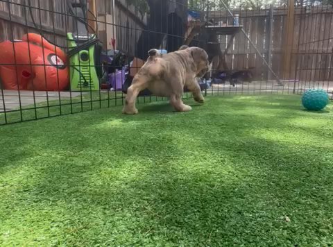 Mini Blue Merle Female in San Antonio, Texas