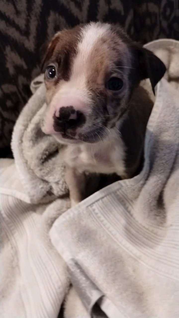 Bam in East Patchogue, New York