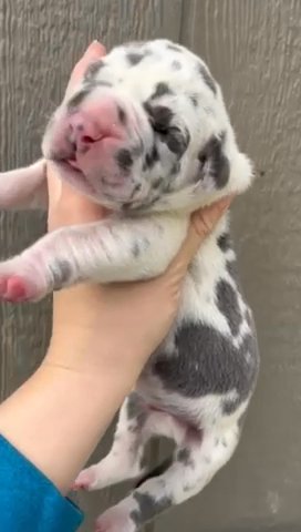 AKC Blue Harlequin Male Heavy Euro in Richmond, Virginia