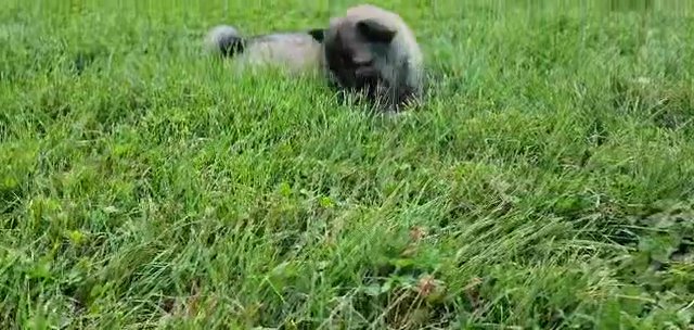 Strawberry (Keesh-Inu) playing in the grass in Columbus, Ohio