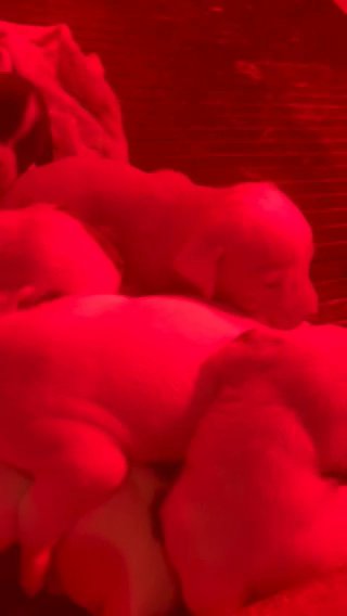 Dogo Argentino X Cane Corso Puppies in Philadelphia, Pennsylvania