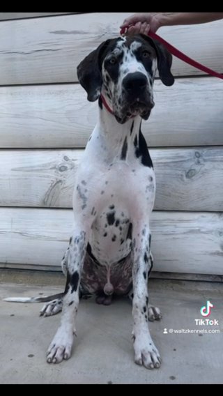 Harlequin Male in Huntsville, Texas