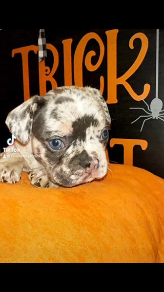 French Bulldogs in Queen Creek, Arizona
