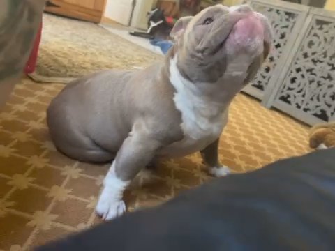 American Bully in Kissimmee, Florida