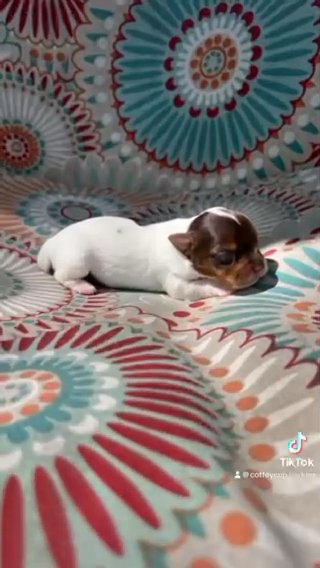 3 AKC Parti Yorkie Pups in Boone, North Carolina