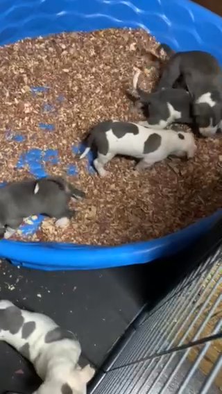 Xl American Bullies ( UKC ) Pickle Rick X Nipsey in Nashville, Tennessee