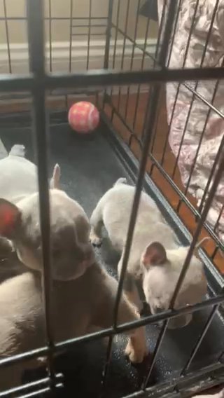 French Bulldogs in Gloucester Point, Virginia