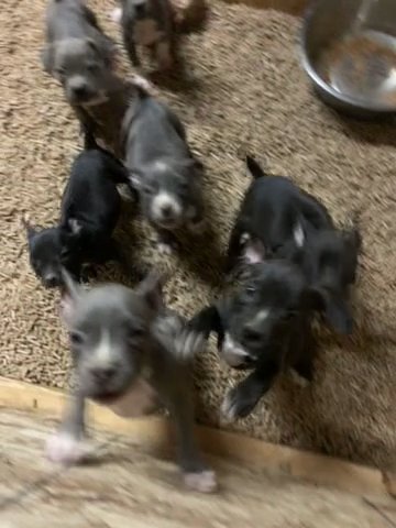 American Pocket Bully Pups Need A New Home in Aurora, Colorado