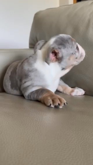 Merle English Bulldog puppy in Manhattan, Kansas