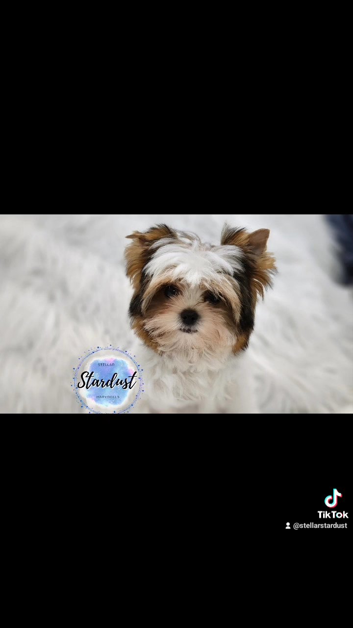 Little Valentino in Chicago, Illinois