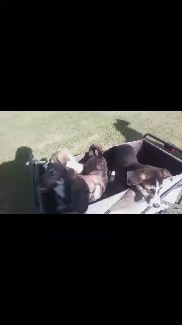 Gerbarian Shepsky puppies in Tustin, California