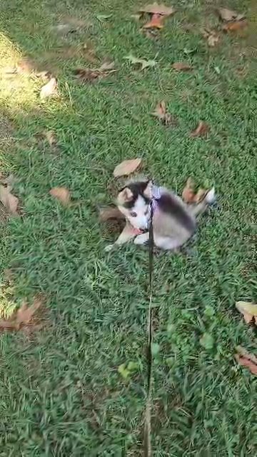 Toy size Pomsky puppy ( Mini Husky) in Gastonia, North Carolina