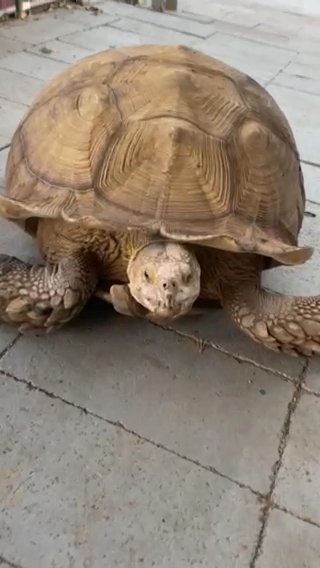 Sulcata Tortoise For Sale in Phoenix, Arizona