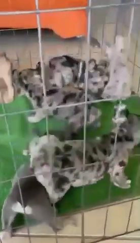 Merle’s Frenchies/Fluffy Carriers in Albuquerque, New Mexico