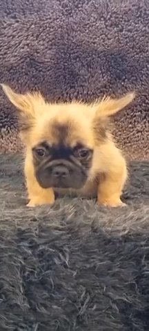 Visual Fluffy Frenchie in Albuquerque, New Mexico