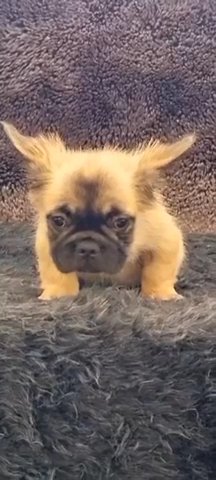 Visual Fluffy Frenchie in Albuquerque, New Mexico