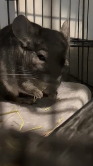 Chinchilla For sale With Cage And Accessories in Bloomfield, New Jersey