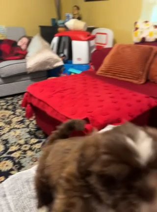 Imperial Liver Shih Tzu’s in Boone, North Carolina