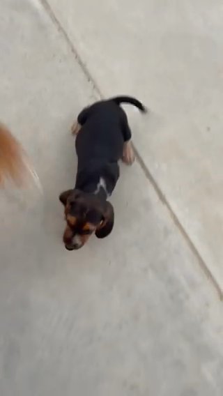Roscoe in Springfield, Missouri