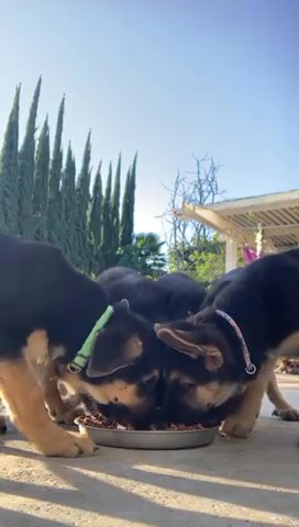 Puppies in Los Angeles, California