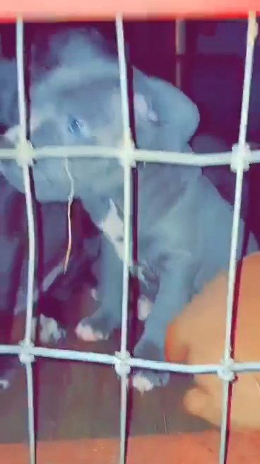 Pitbull Puppies in Winter Haven, Florida