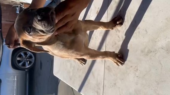 Cane Corso Mix Bull Mastiff in San Jose, California