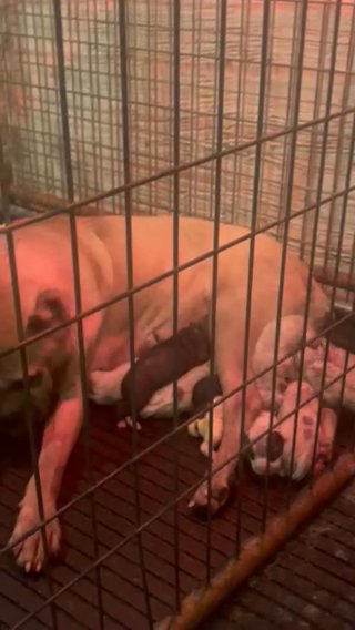 Cane Corso X Dogo Argentino Puppies in Philadelphia, Pennsylvania