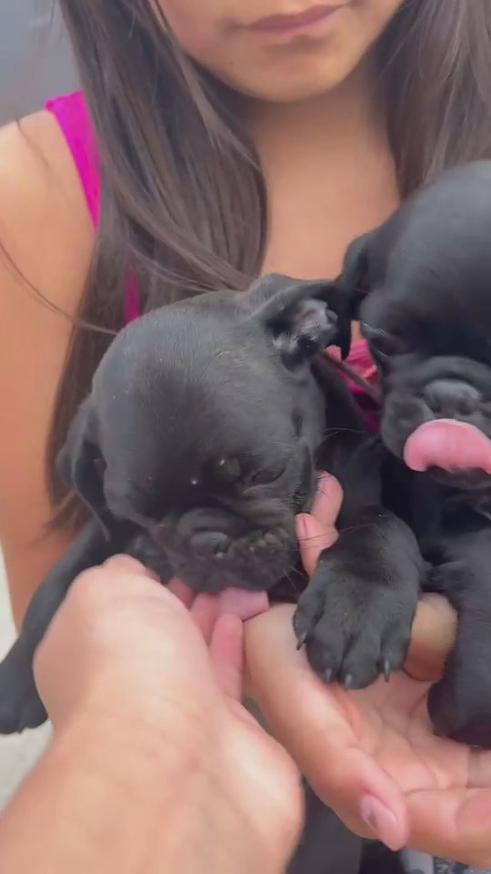 Baby puggs. in Los Angeles, California