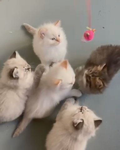 Siberian Kittens in Nashville, Tennessee
