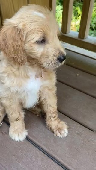 Goldendoodle Male in Ephrata (Township), Pennsylvania