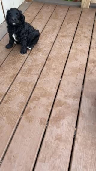 Goldendoodle Male in Ephrata (Township), Pennsylvania