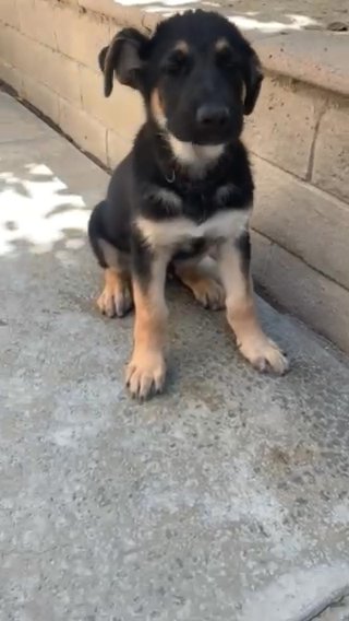 Sonic in Los Angeles, California