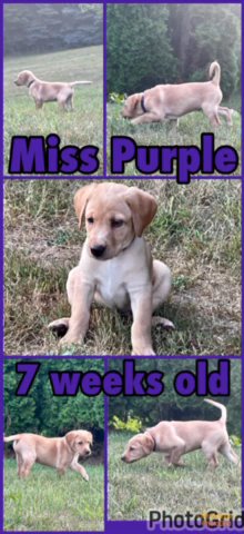 AKC Labs 2 Left in Fort Wayne, Indiana
