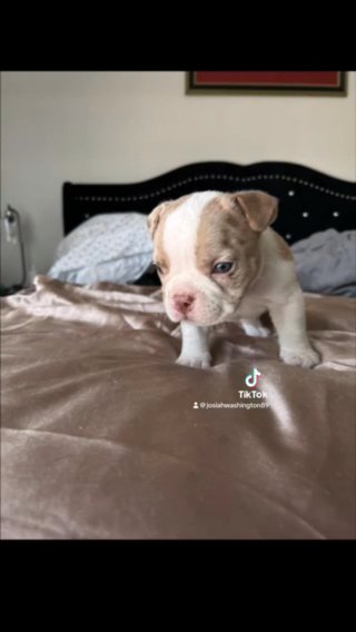 Exotic Bullies For sale in Dallas, Texas