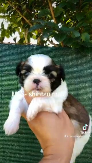 Parti Shihtzu Male in Gainesville, Georgia