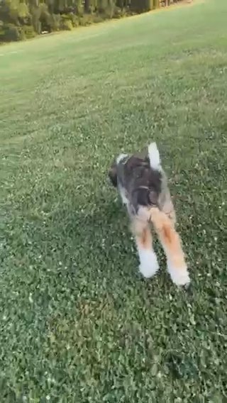 Australian Doodle Shepherd in Dallas, Texas